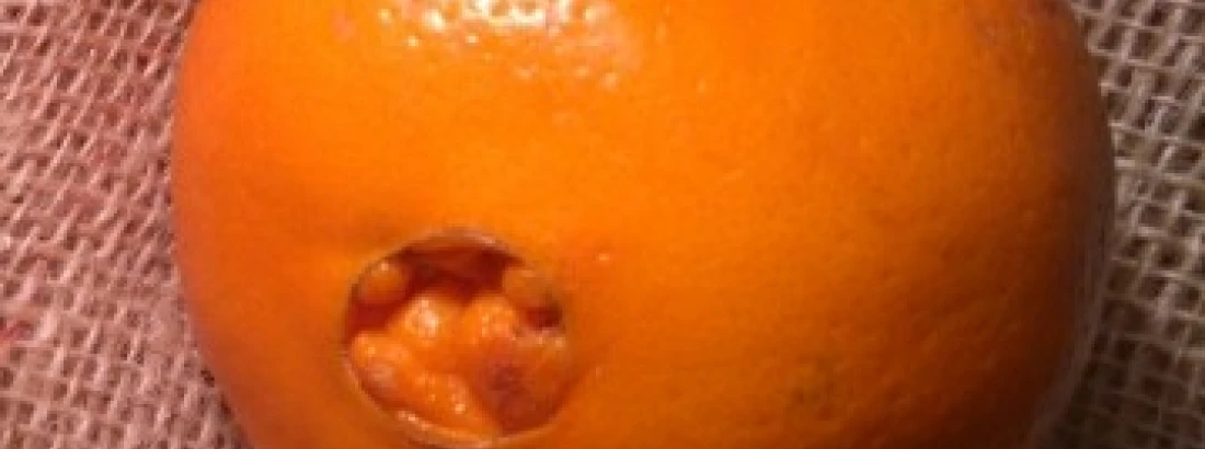 Jak rozpoznać słodkie i bezpestkowe pomarańcze 