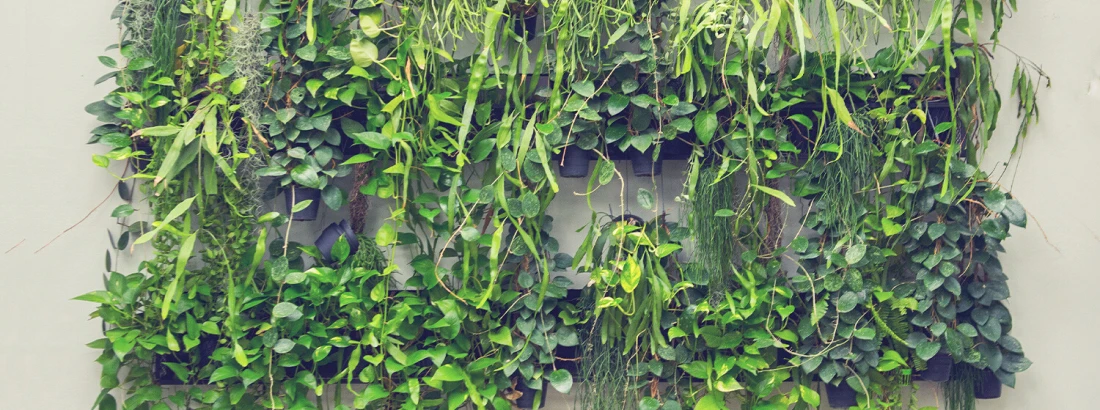 Ogród wertykalny, czyli zielona ściana z roślin w domu