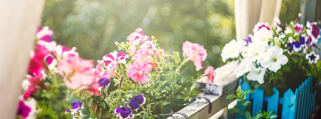 Rośliny balkonowe — jak je zabezpieczyć na zimę?