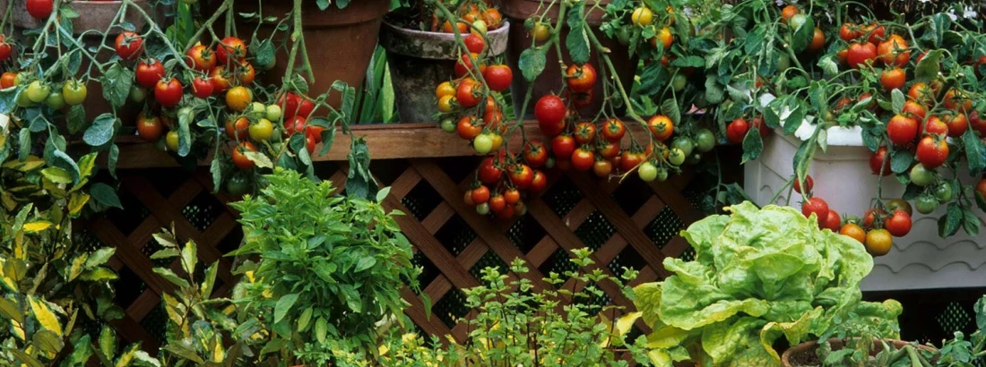 Jak urządzić ogródek warzywny na balkonie?