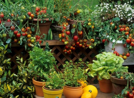 Jak urządzić ogródek warzywny na balkonie?