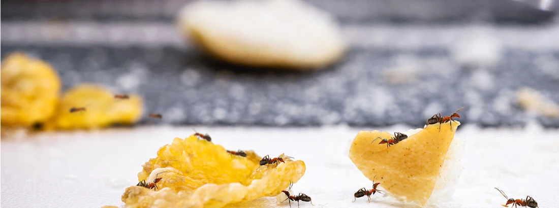 Jak pozbyć się mrówek w domu?