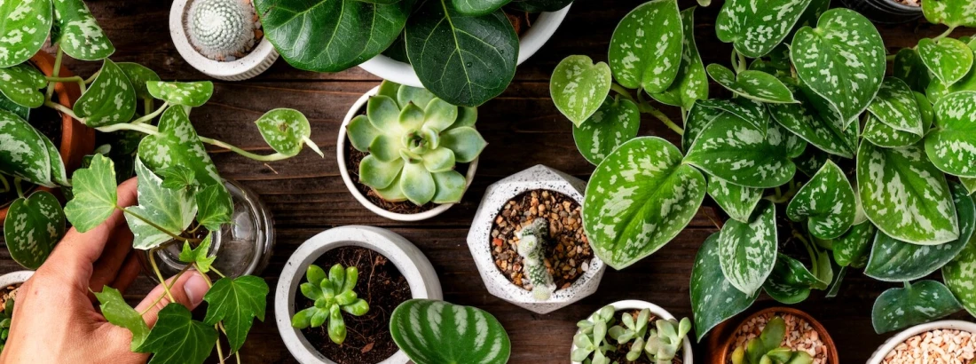 Rośliny do domu – wszystko, co musisz wiedzieć