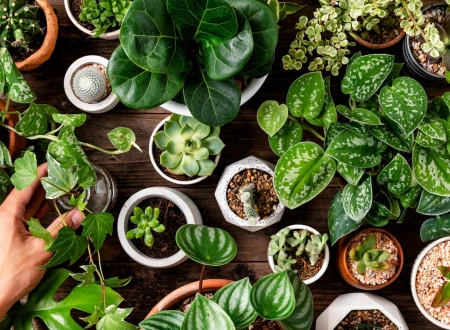 Rośliny do domu – wszystko, co musisz wiedzieć