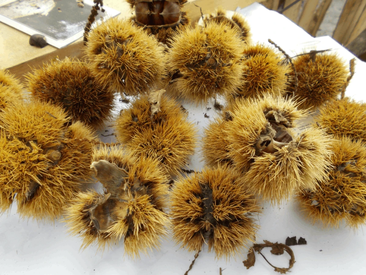 Kasztany jadalne przed obraniem