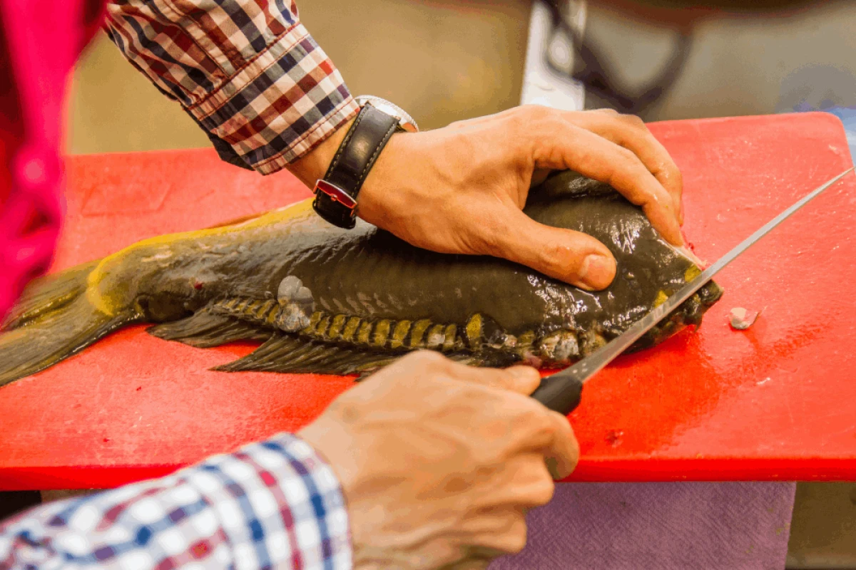 Mężczyzna filetuje karpia na czerwonej desce