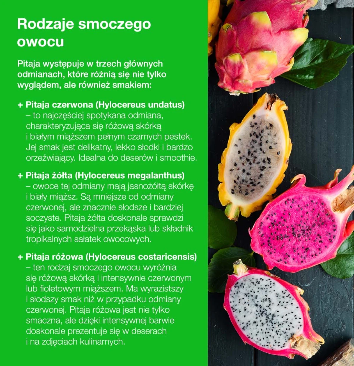 Rodzaje smoczego owocu - infografika
