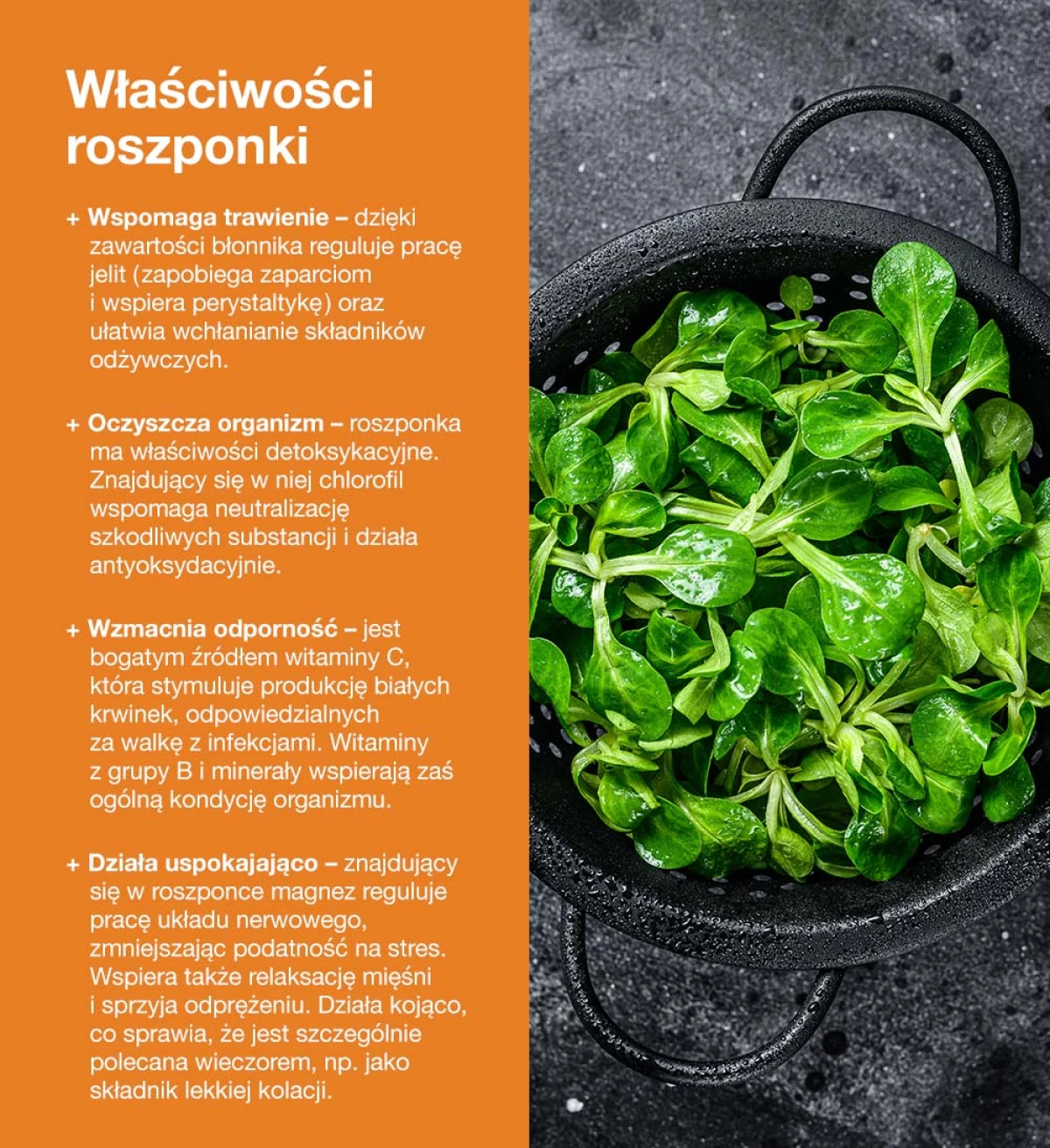 Właściwości roszponki