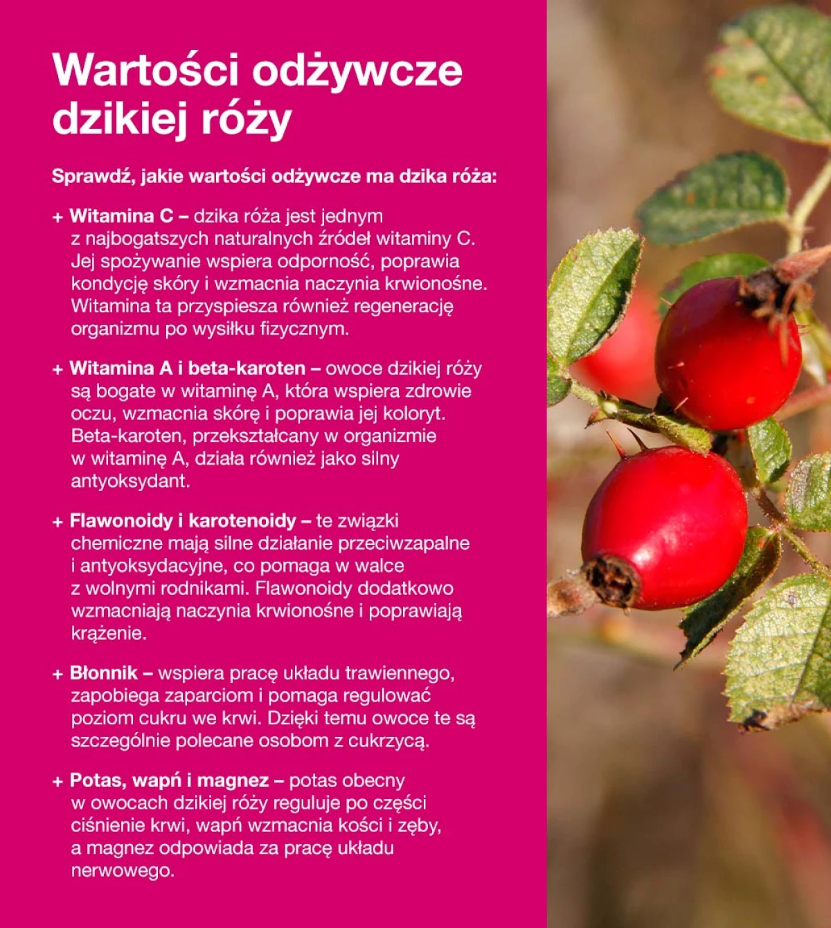 Wartości odżywcze dzikiej róży - infografika