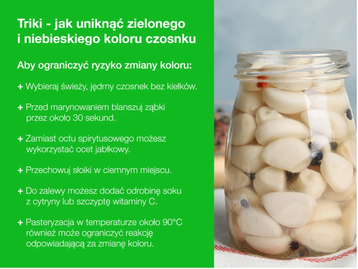 czosnek infografika