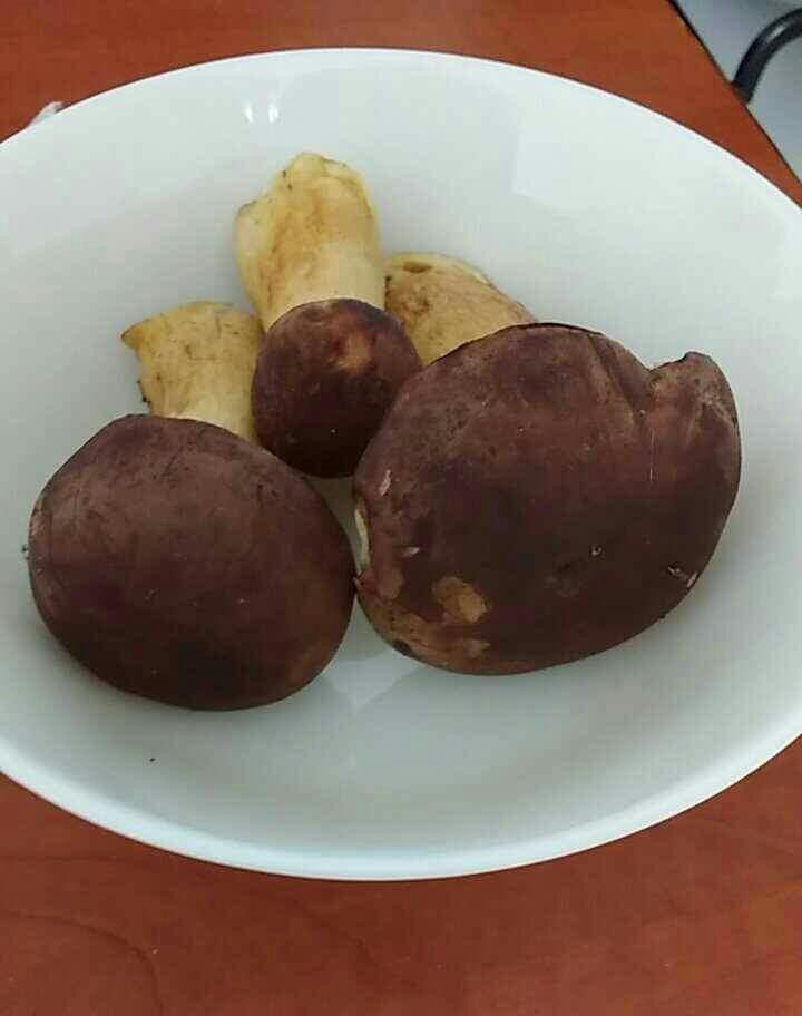 Makaron z grzybami leśnymi