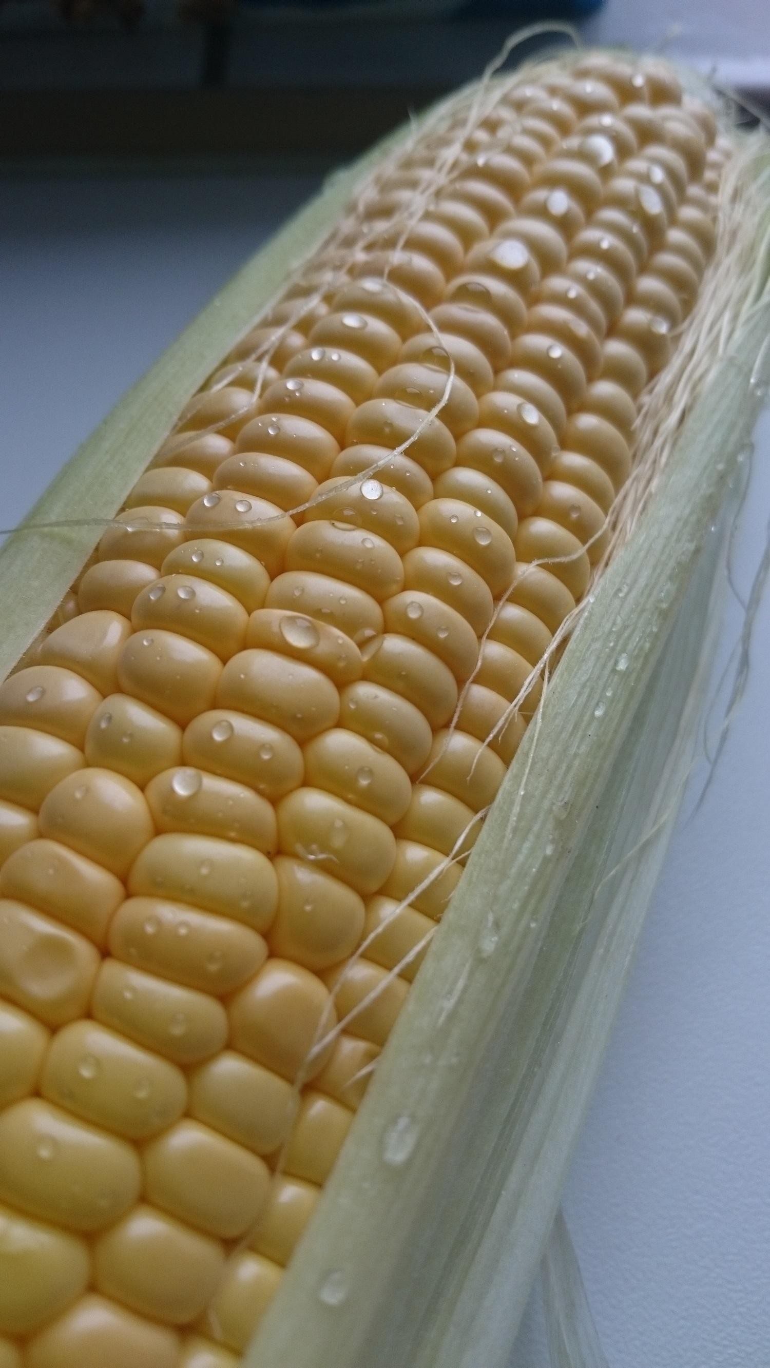 Jak sprawdzić czy kukurydza jest świeża?